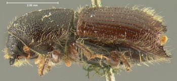 Media type: image;   Entomology 1024 Aspect: habitus lateral view